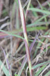 Pitted beardgrass